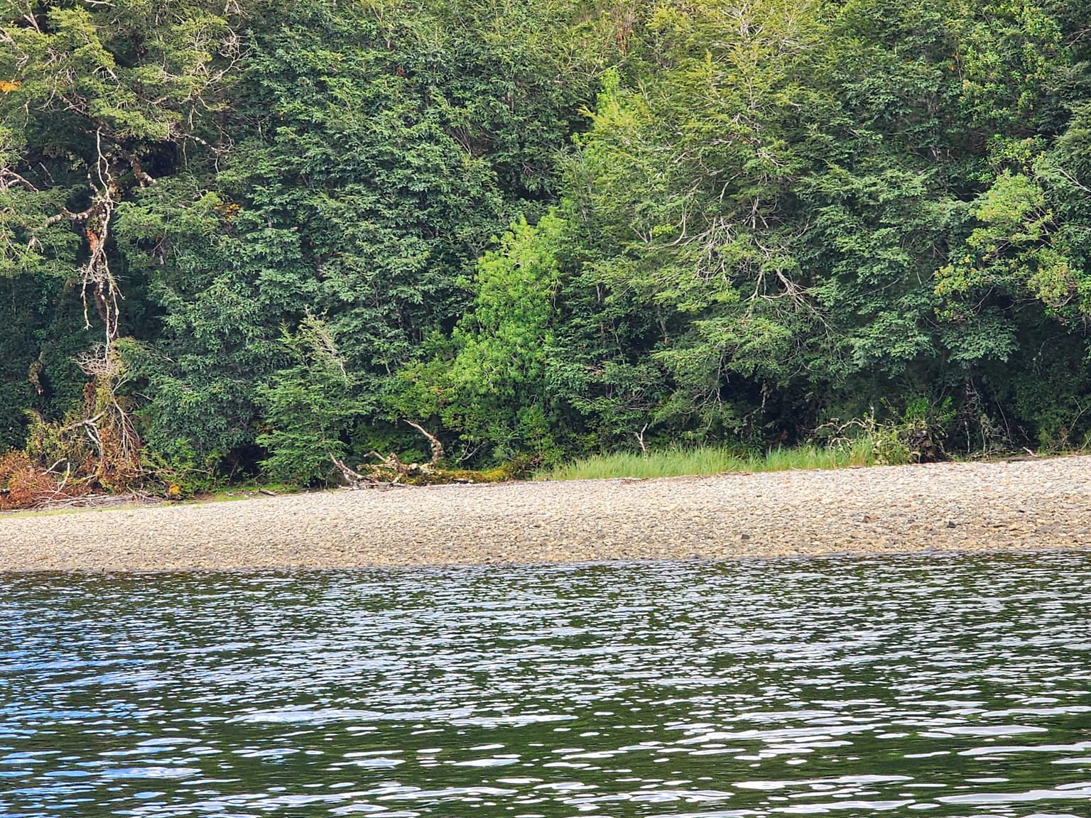 Frente a Puerto Cisnes (86428)