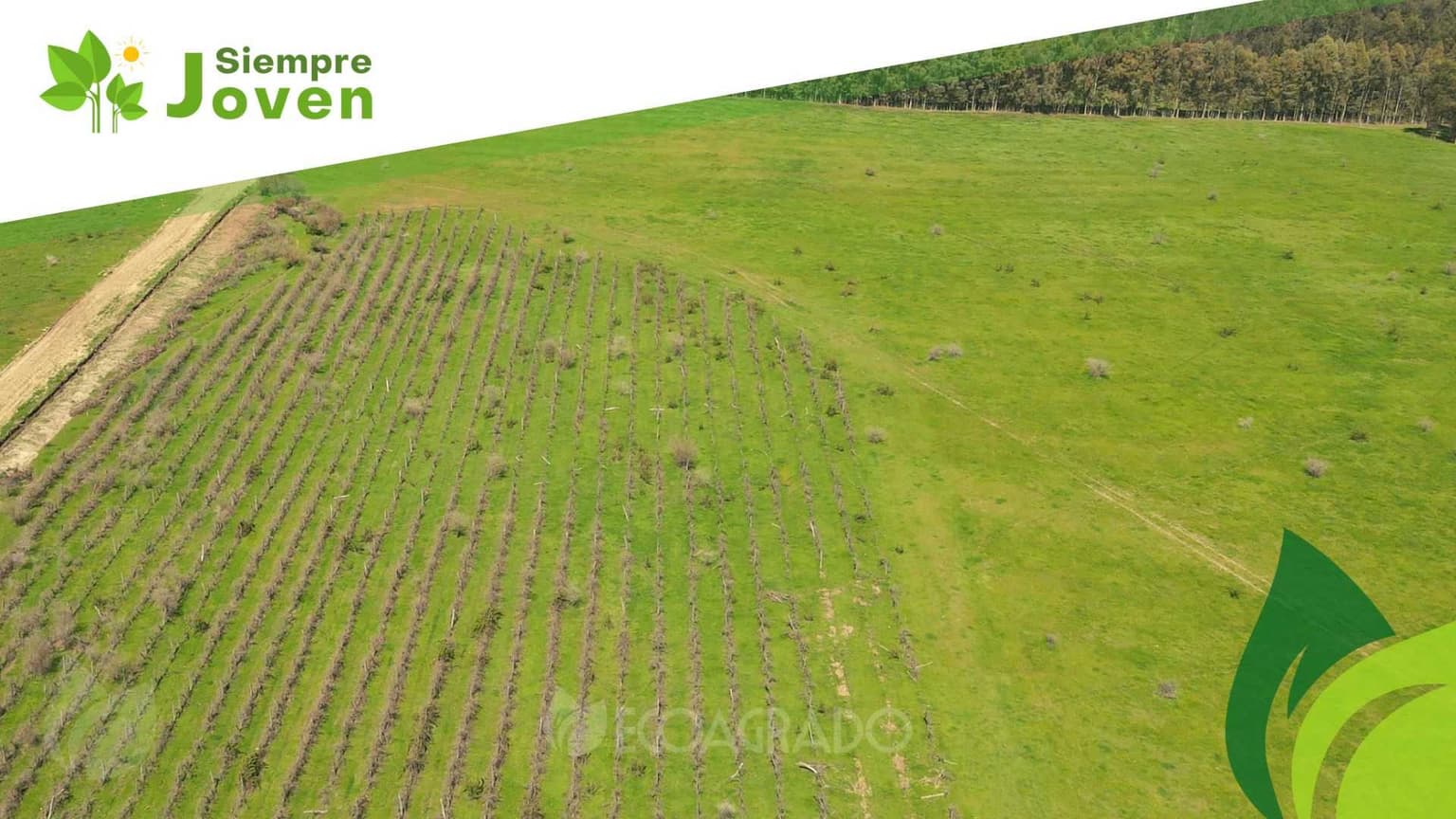 Venta de parcelas en Chillán (129086)