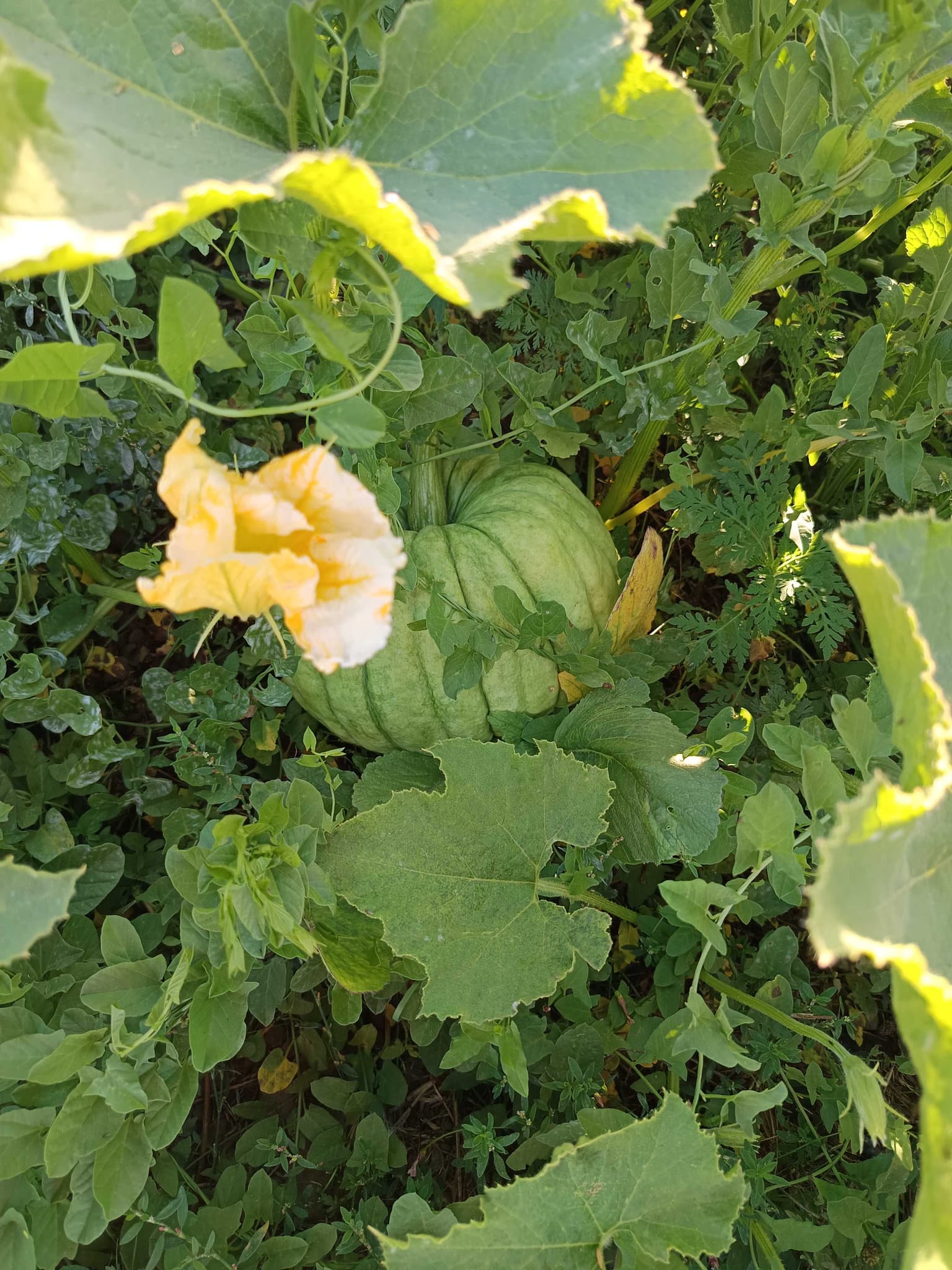 Casa en sector rural de Linares (125818)