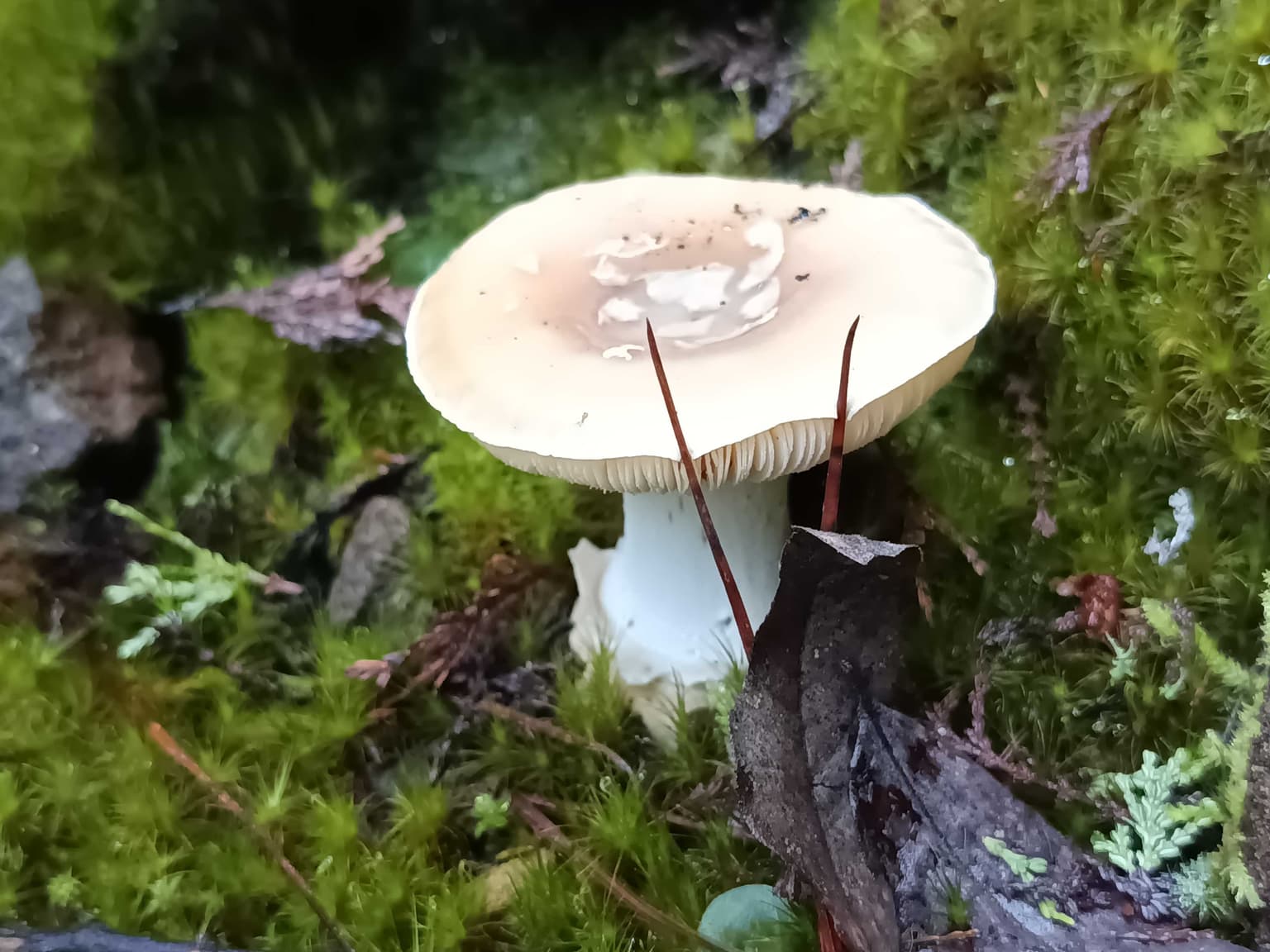 Parcela en Rabones, Colbun (128077)