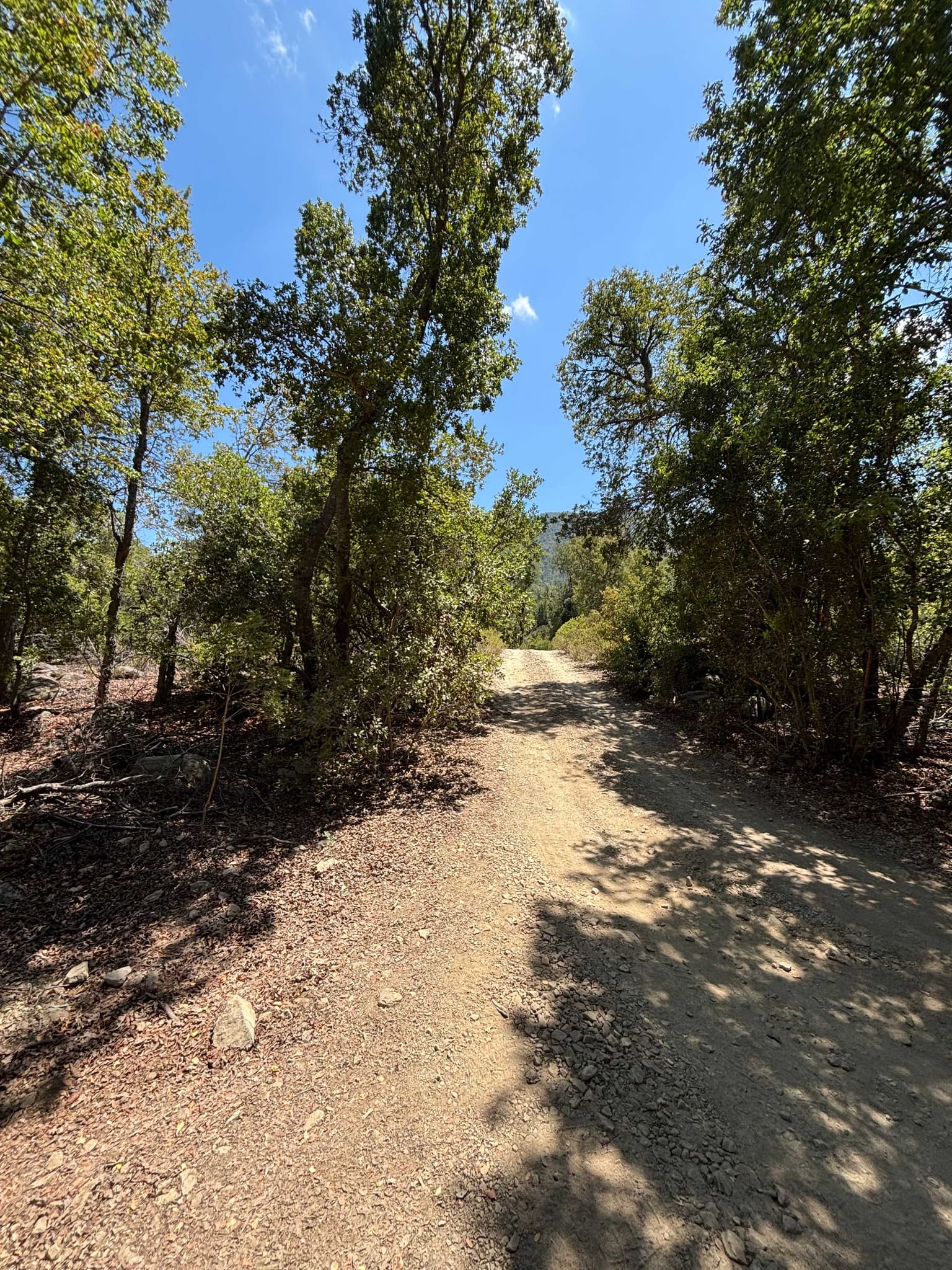 Parcela con bosque nativo en Achibueno (146042)