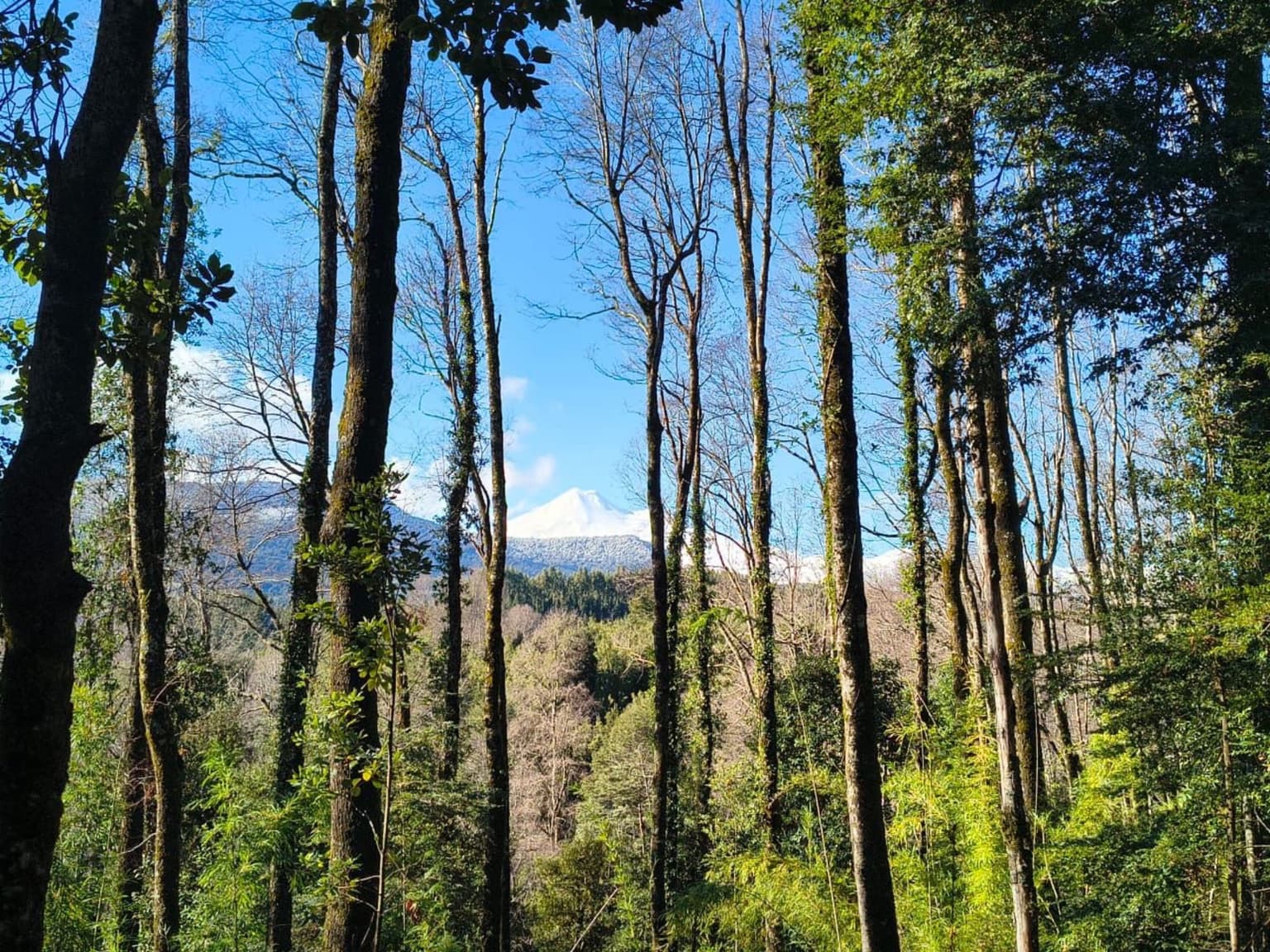 Venta de parcelas en Temuco (116882)