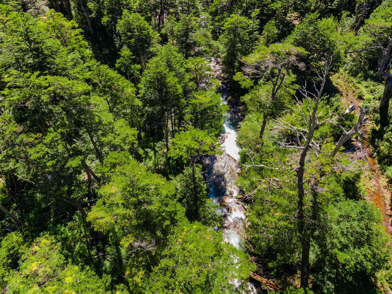 Terreno de 9 hectáreas con bosque nativo (134040)