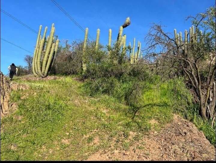 Conéctate con la Naturaleza en Parcela (134391)