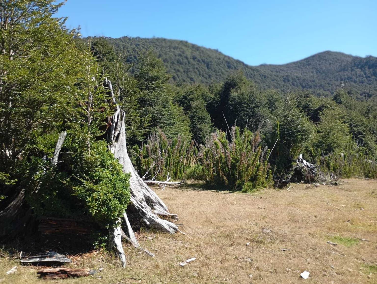Venta Campo para desarrollo Huife-Pucón (174084)