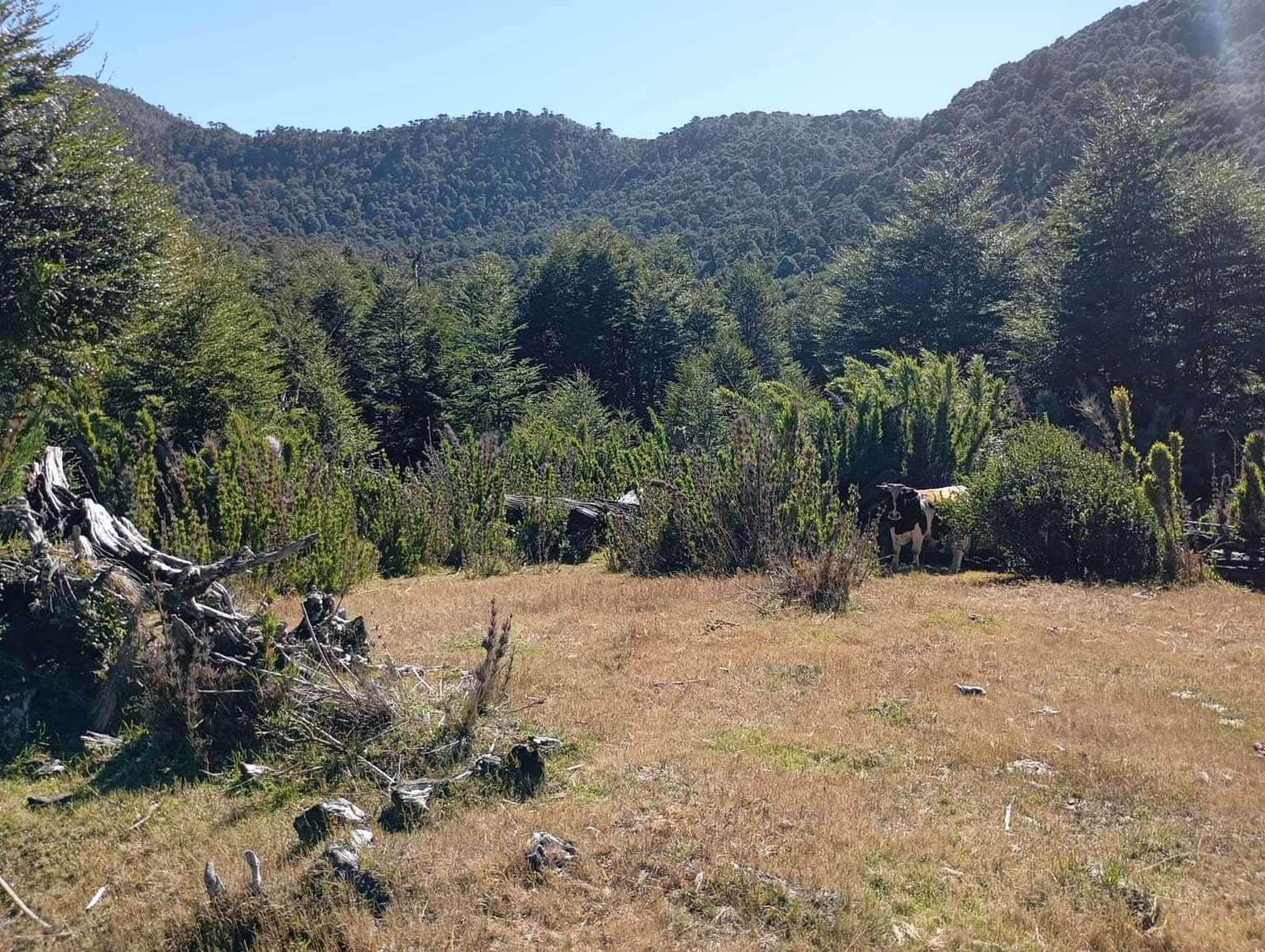 Venta Campo para desarrollo Huife-Pucón (161992)