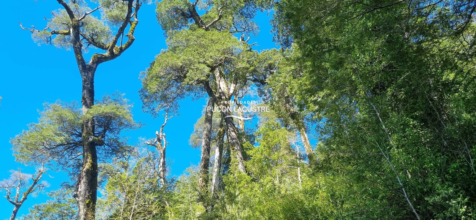 Parcela en Bosque Los Renovales (169727)
