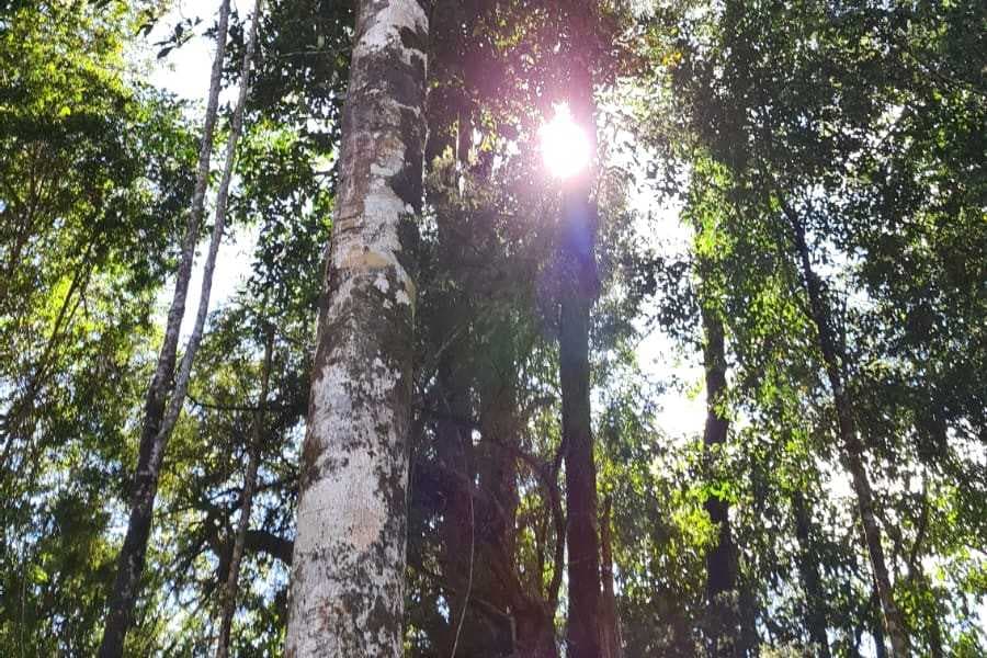 Parcela con bosque a minutos de Puerto Varas! (157576)