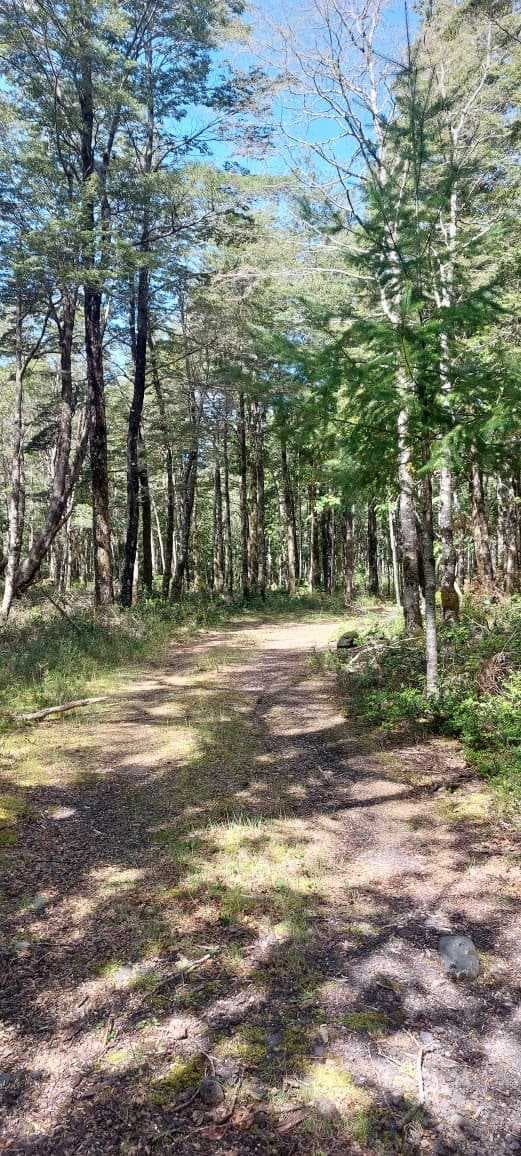 Venta Parcela Villarrica Alto De Pino Huacho (172899)