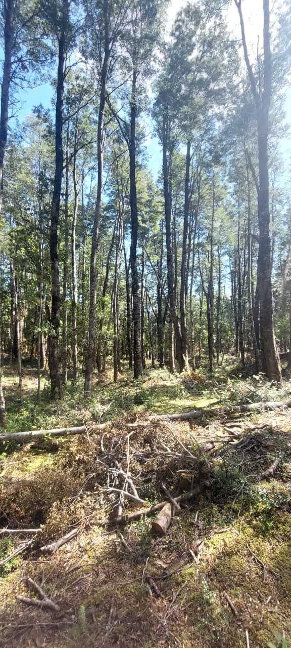 Venta Parcela Villarrica Pino Huacho (155932)