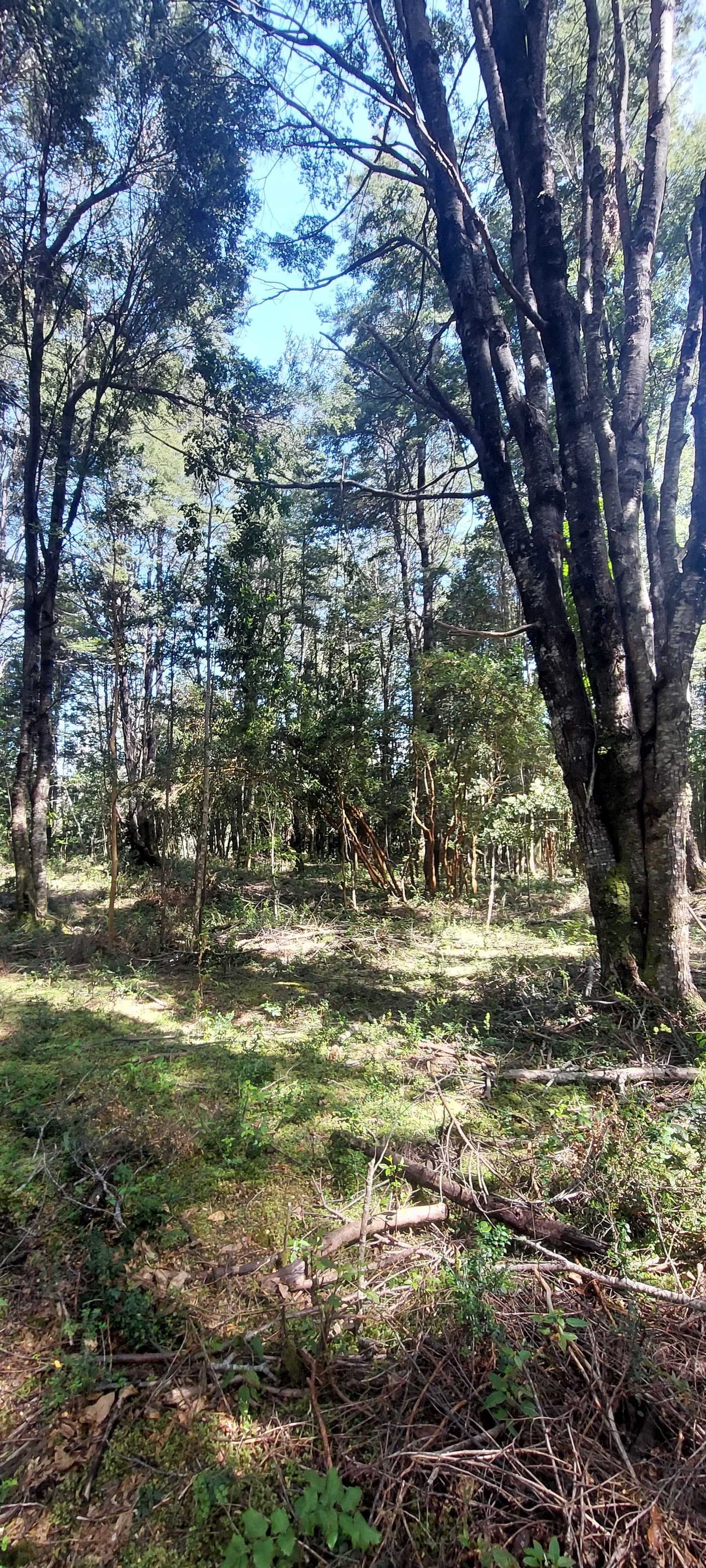 Venta Parcela Villarrica Altos De Pino Huacho (144118)