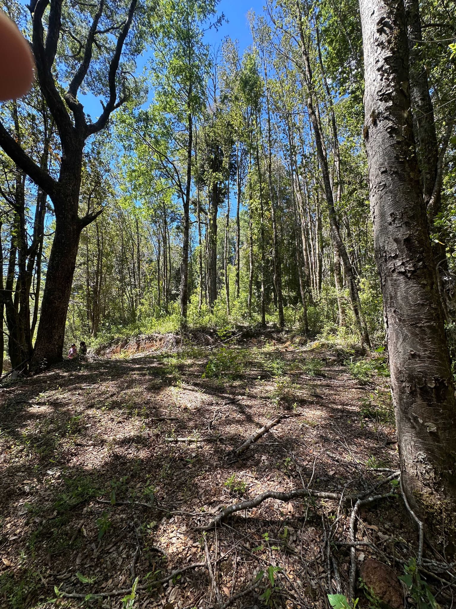 Se Vende Hermosa Parcela Con Luz y Bosque (149386)