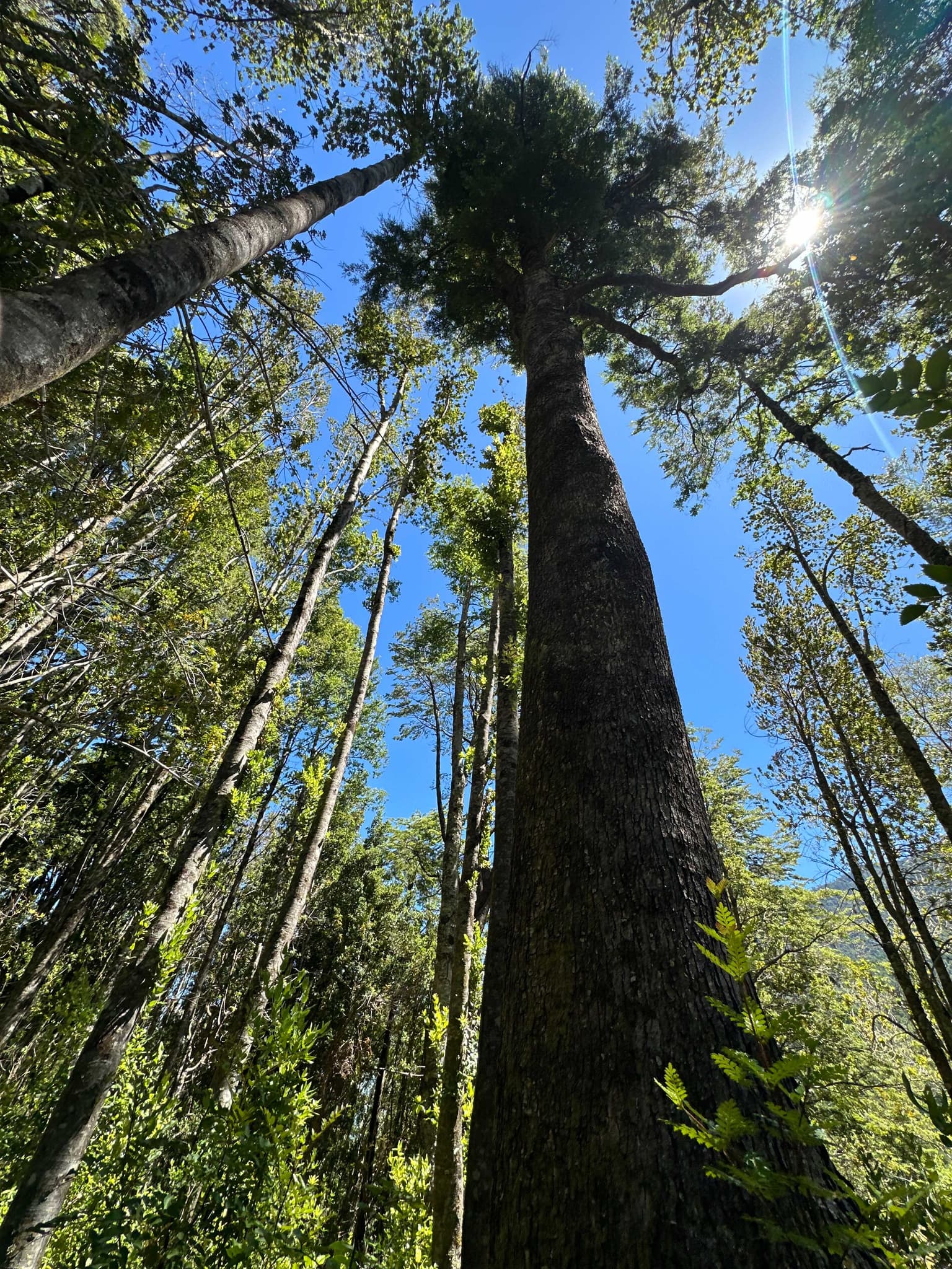 Se Vende Hermosa Parcela Con Luz y Bosque (173206)