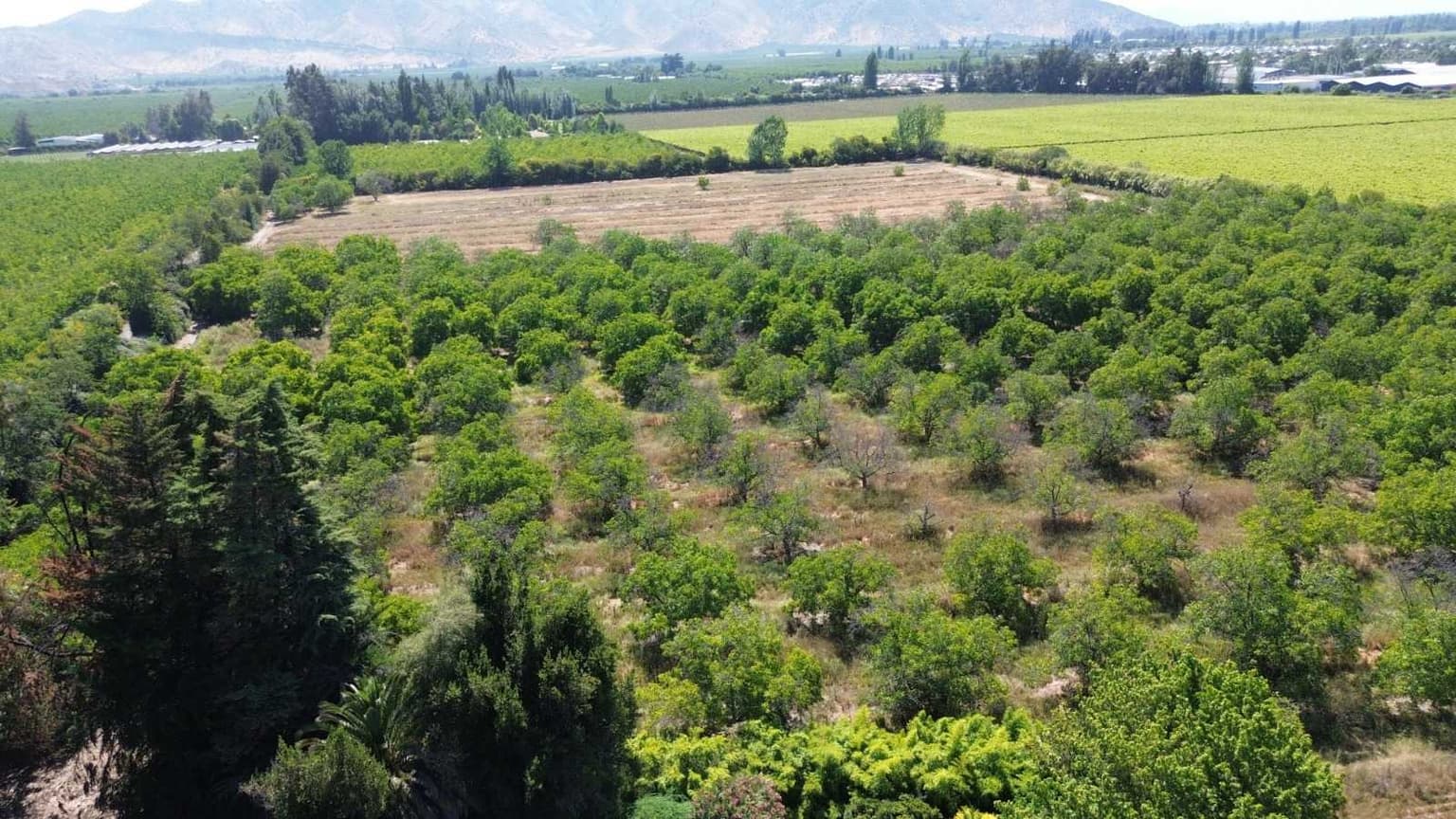 Predio Agrícola 8ha en Lo Herrera (141165)