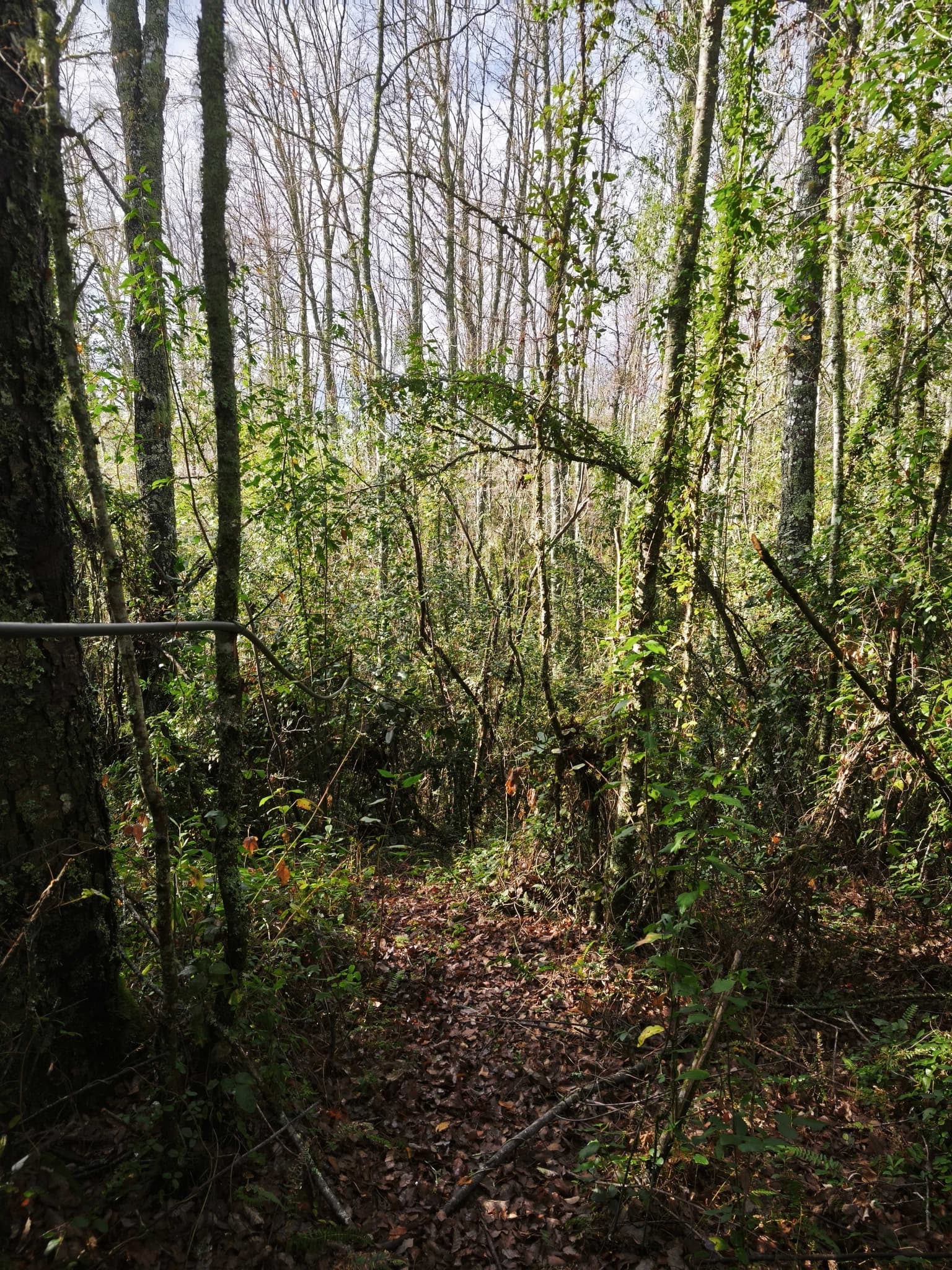 VENTA CAMPO CAMINO VILLARRICA A PUCÓN (169882)
