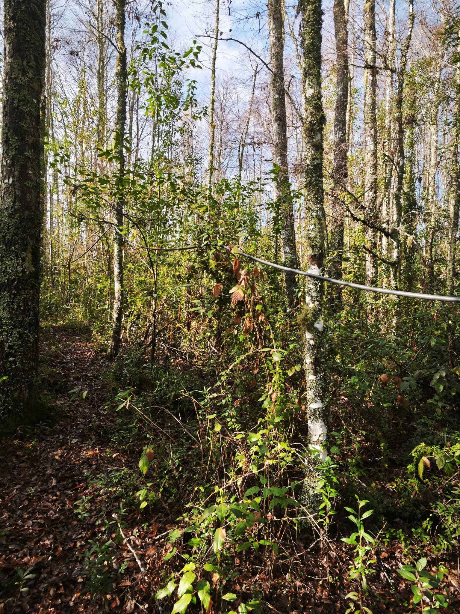 VENTA CAMPO CAMINO VILLARRICA A PUCÓN (169882)