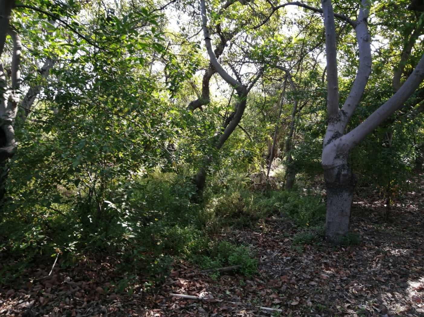 SE VENDE QUINTA EN LA PLAZA DE LA CRUZ (143670)