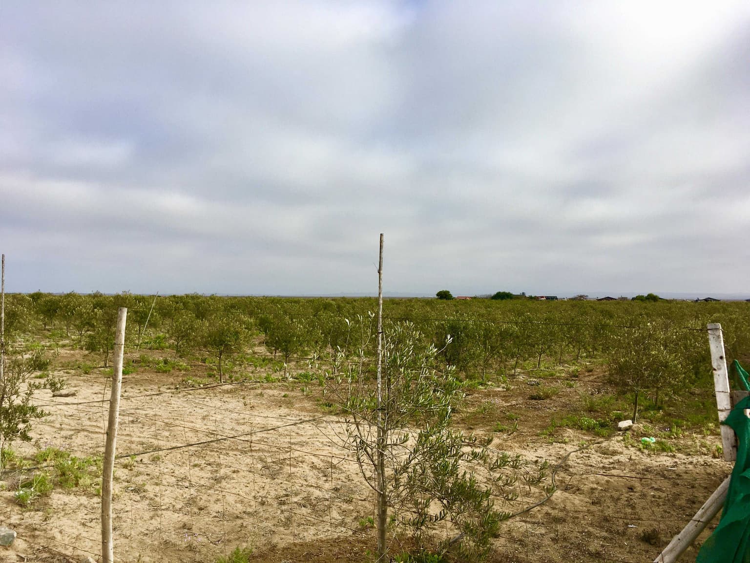 Terreno en Los Coros (169615)
