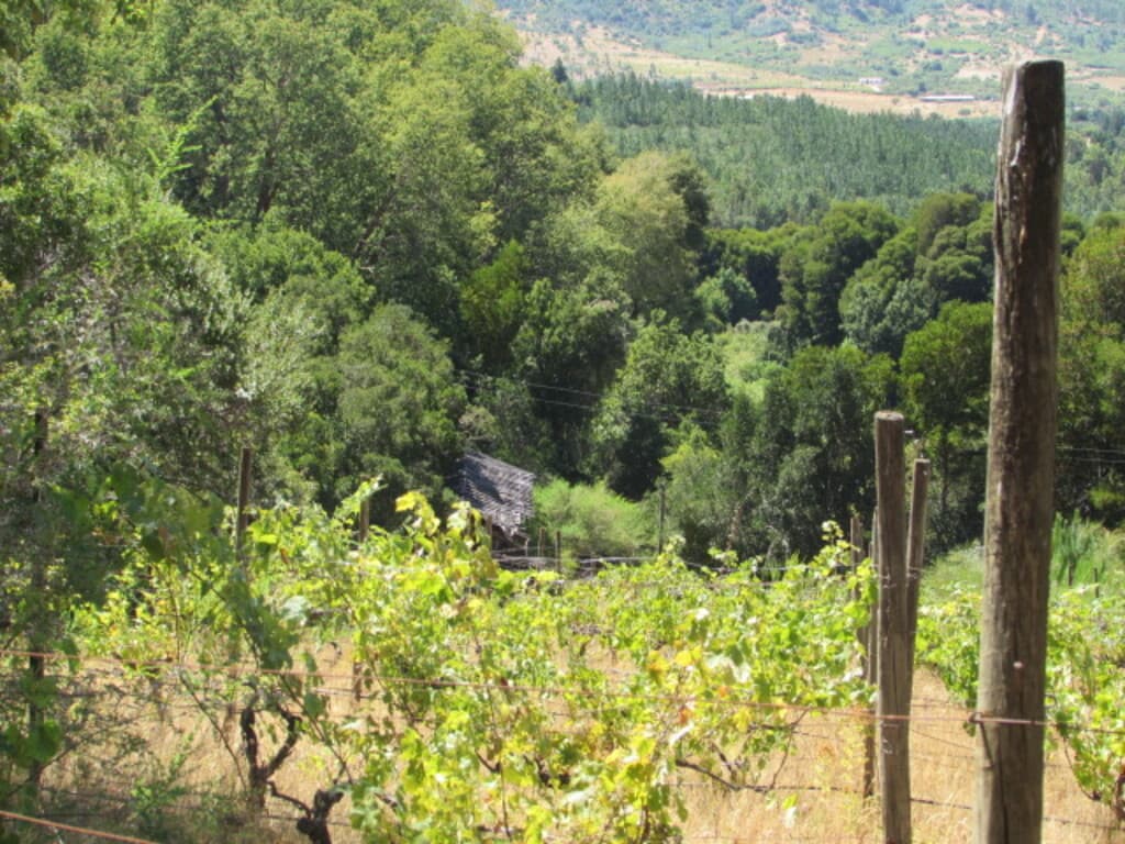 CAUQUENES // SE PUEDE SUBDIVIDIR (118353)