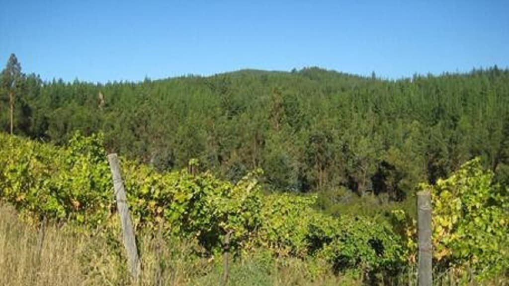 CAMPO FORESTAL /SUBDIVISIÓN / CAUQUENES (118357)