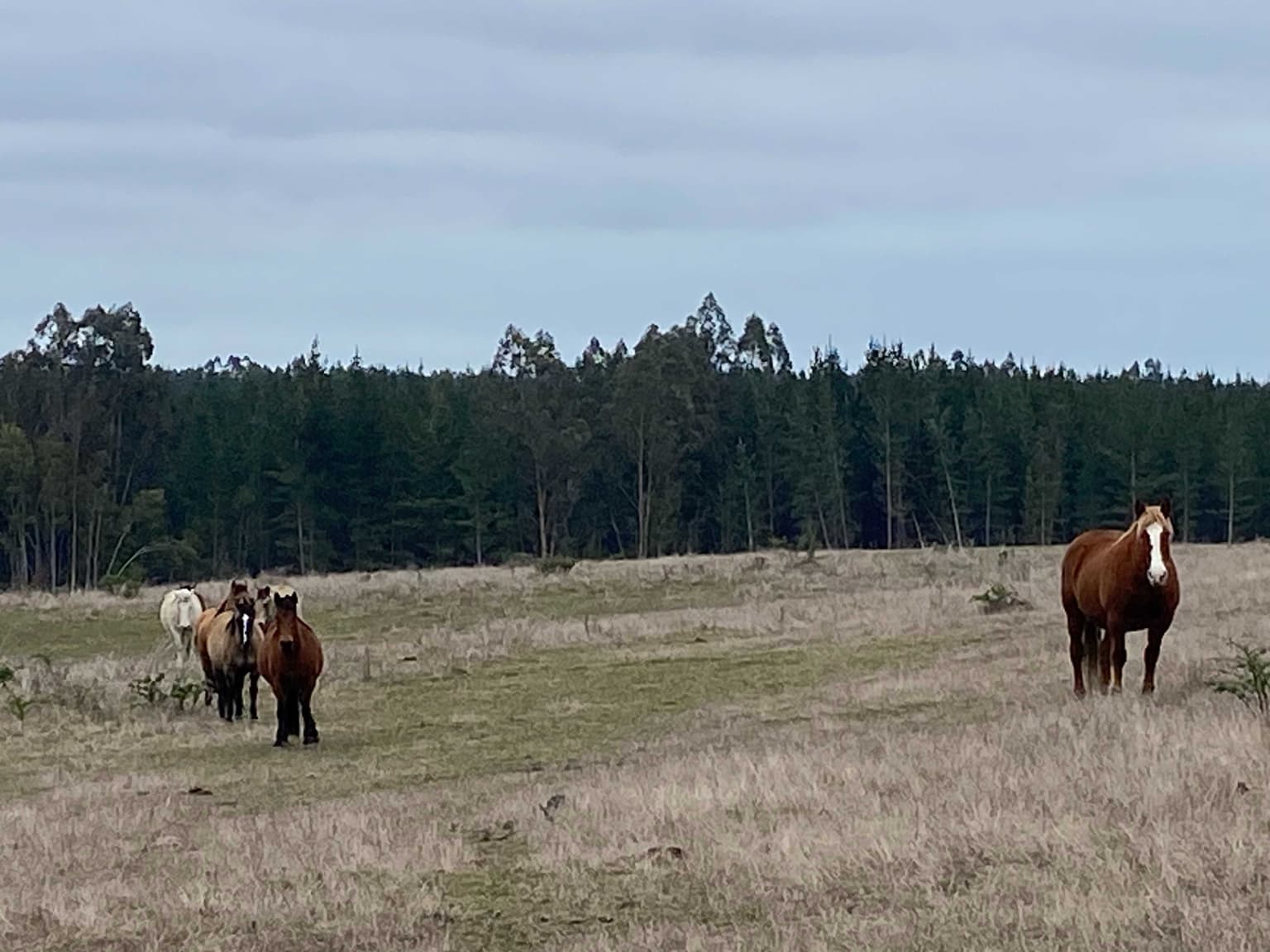Parcelas de agrado, Pahuil, Chanco (144600)