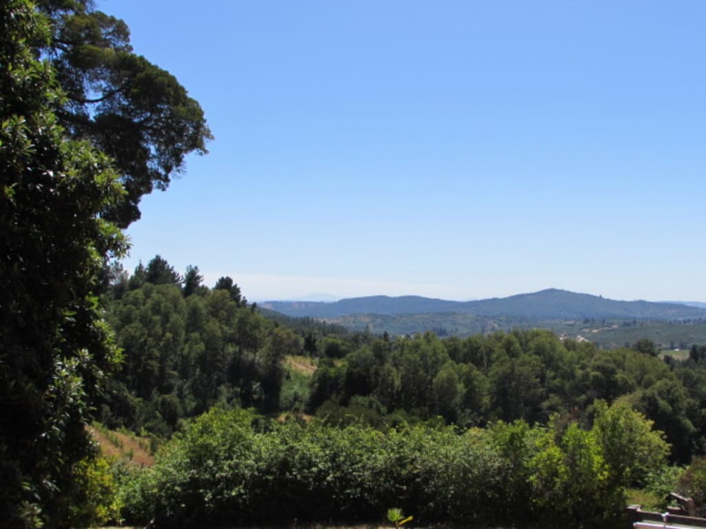 CAUQUENES // VIÑA // CAMPO PRODUCTIVO (169679)