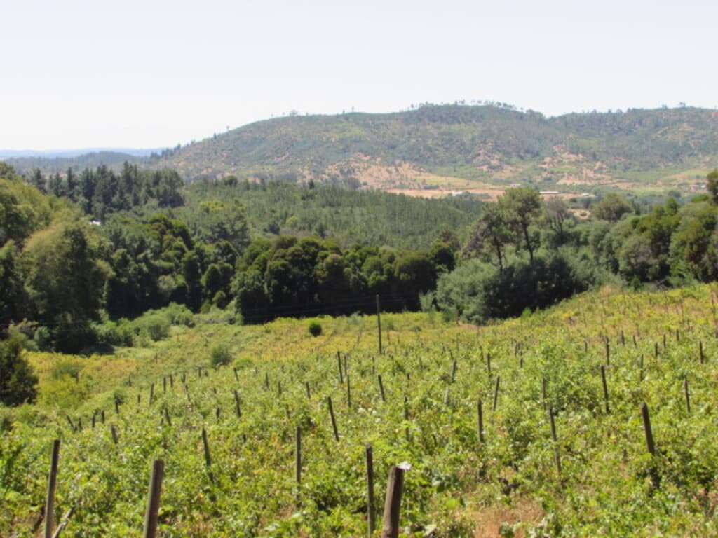 CAUQUENES // VIÑA // CAMPO PRODUCTIVO (169679)