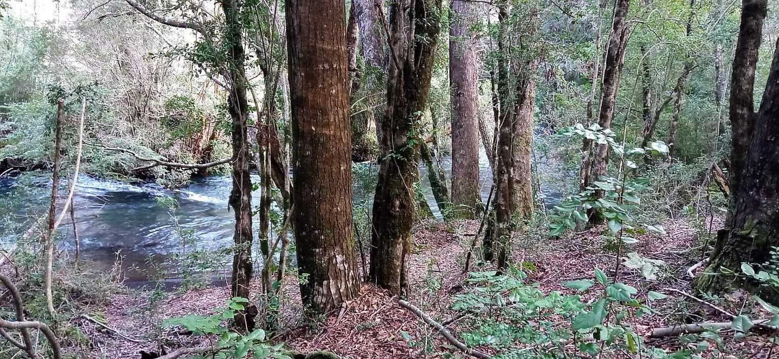 Casa inserta en plena naturaleza, parcela (169839)