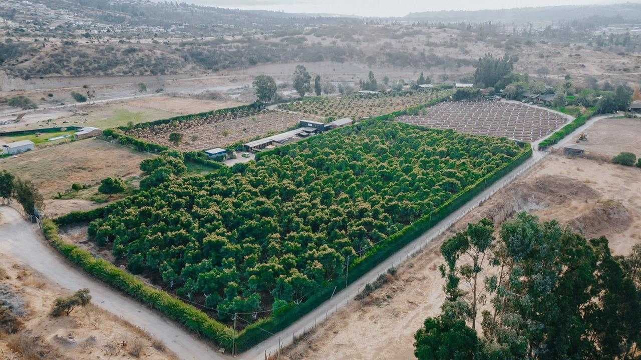 Parcela en venta con producción de palta Hass (174799)