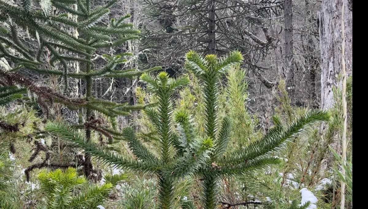 Bosque Milenario, 7.740 m² En Curacautín (183299)
