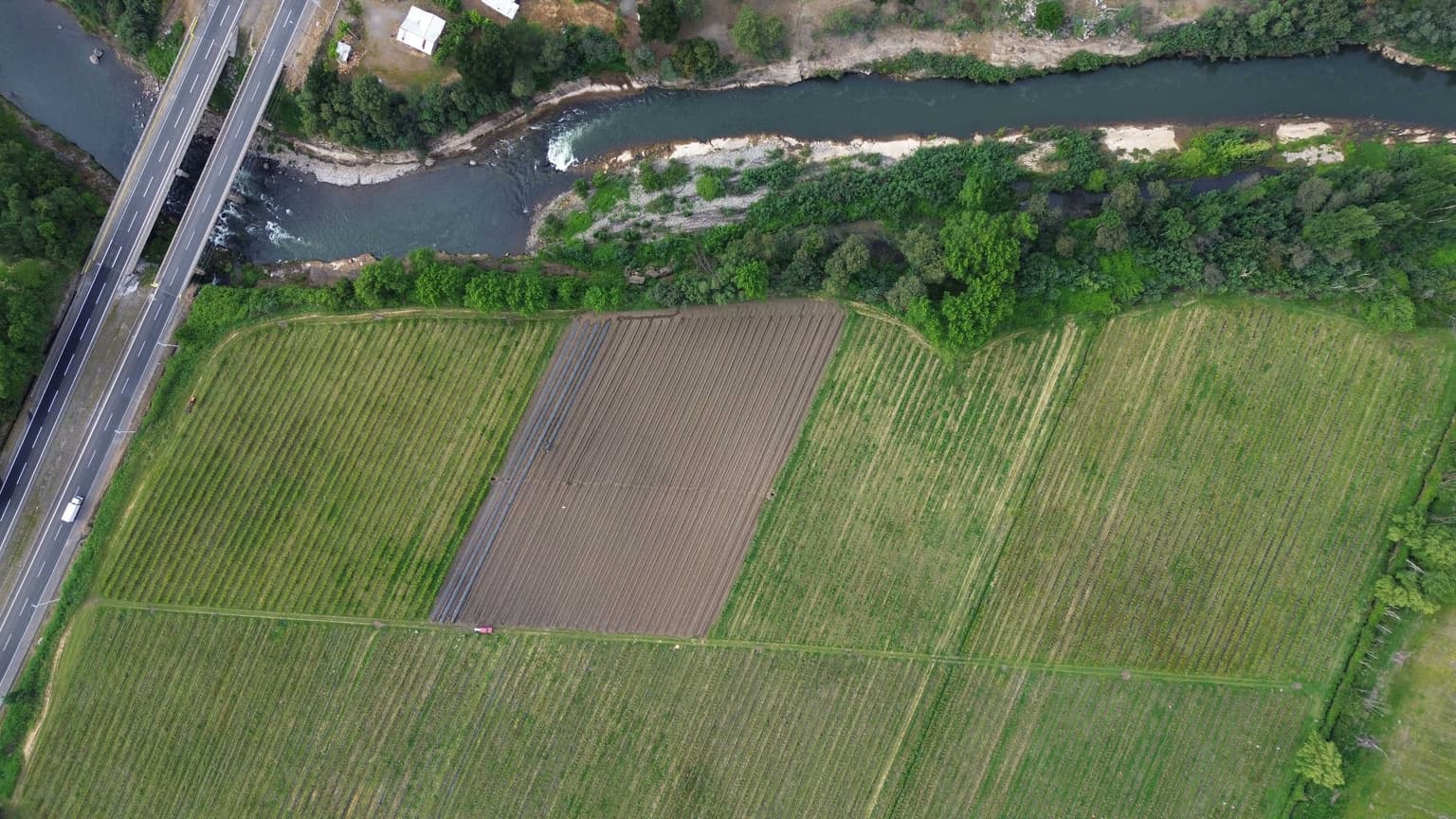 Campo de Arándanos organicos (128521)
