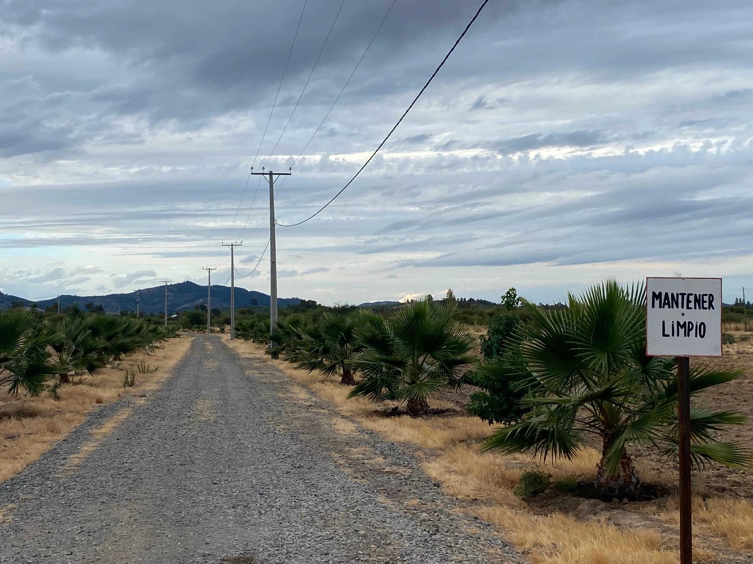 Se venden 1 parcela a elección de 5.000 m2 (145510)
