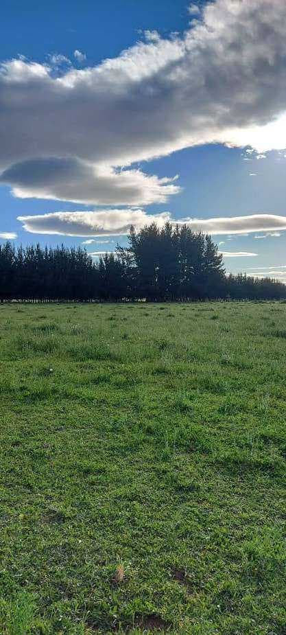Vista al bosque nativo del cerro. (148982)