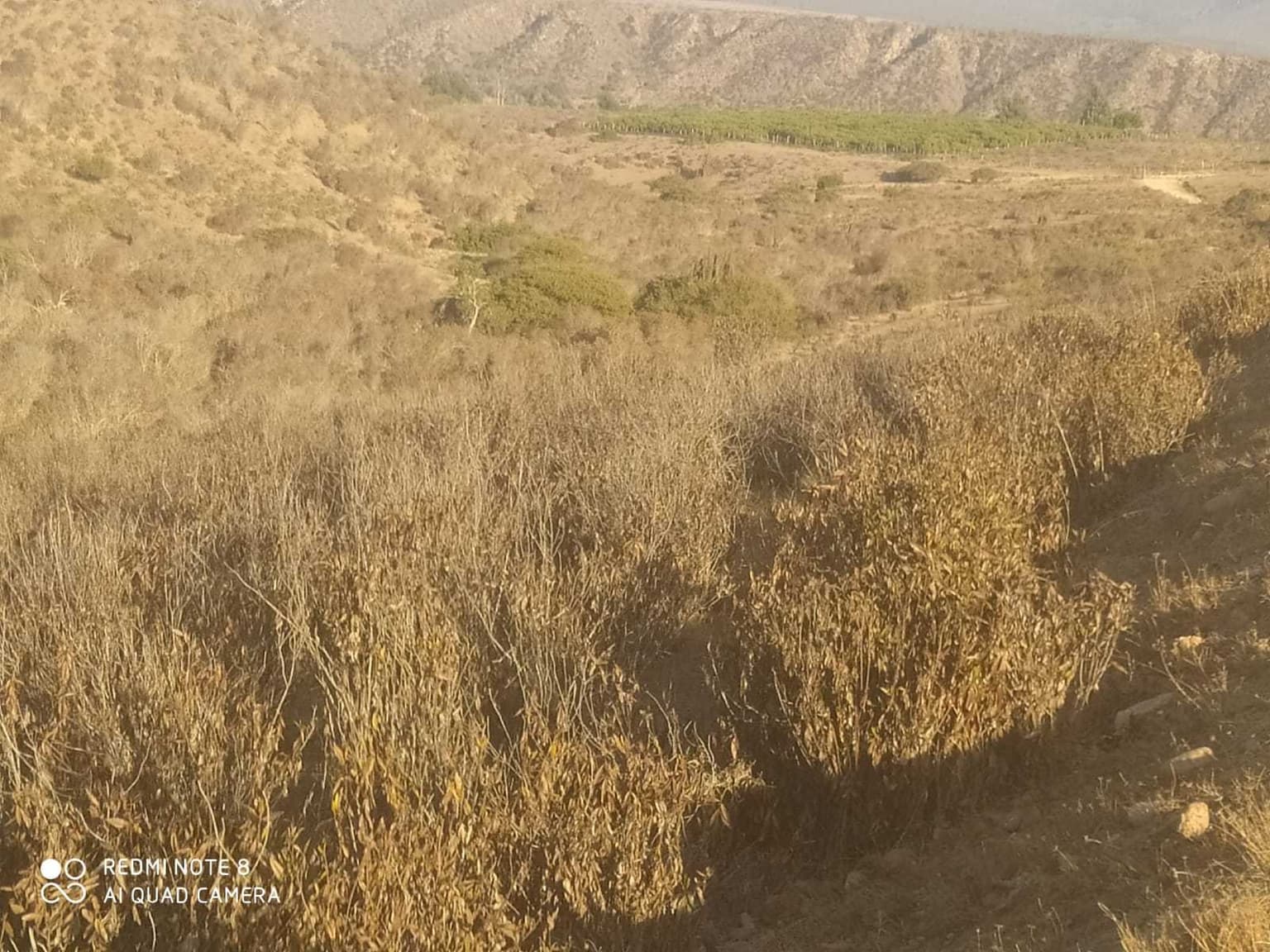 Oportunidad de inversion se vende 3 hectarias (89501)