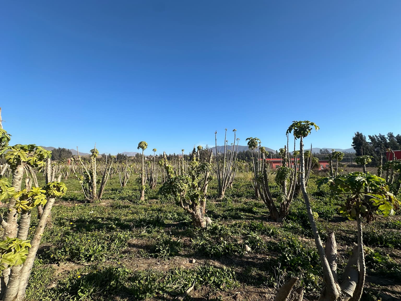 TERRENO VALLE ELQUI LA SERENA (131752)