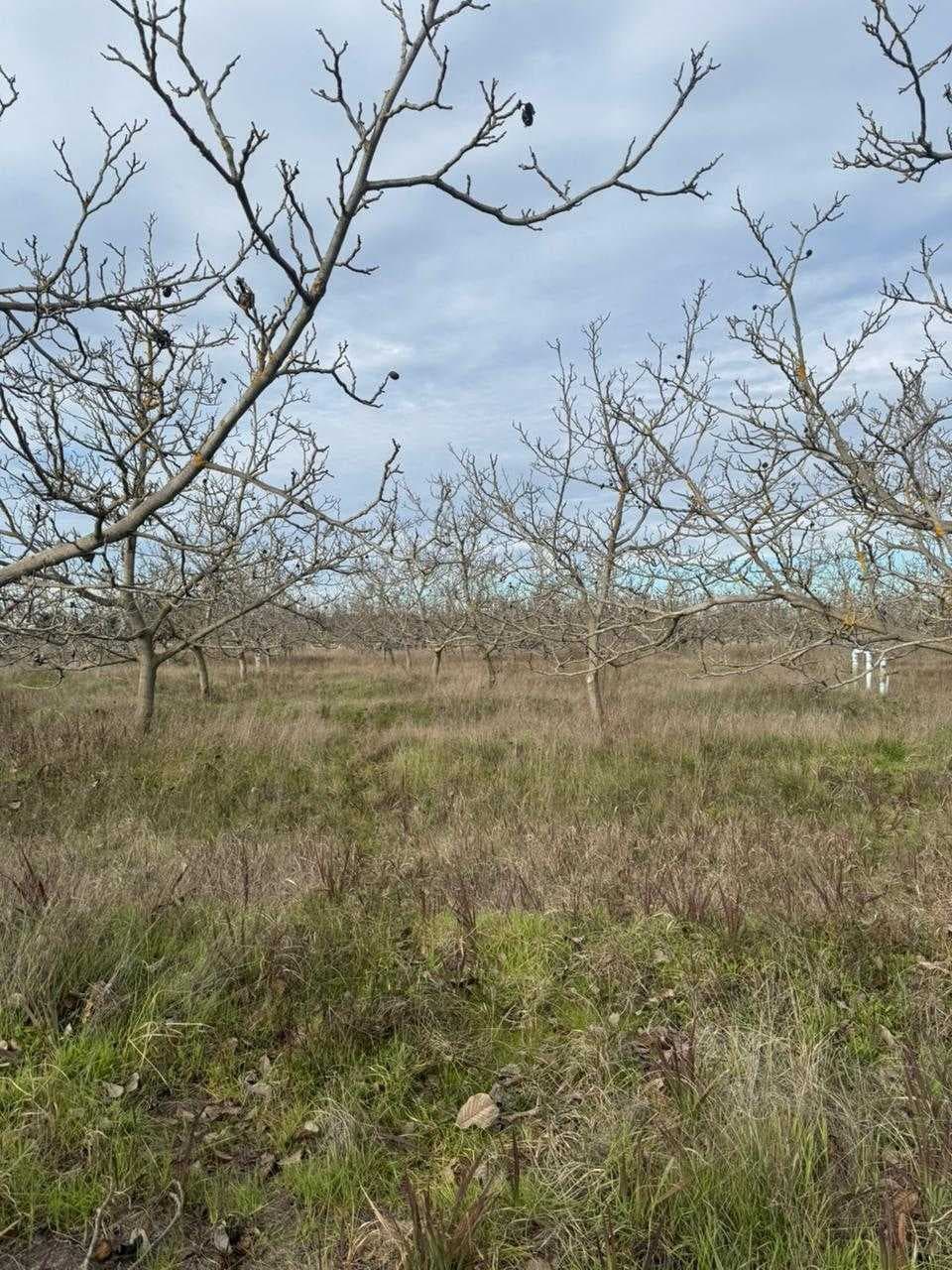 Parcela con nogales en quillon Bulnes (171339)