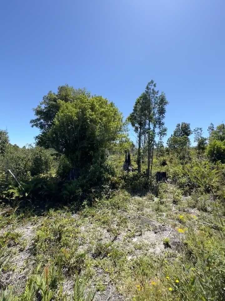 Parcela en los lagos en fresia (76488)