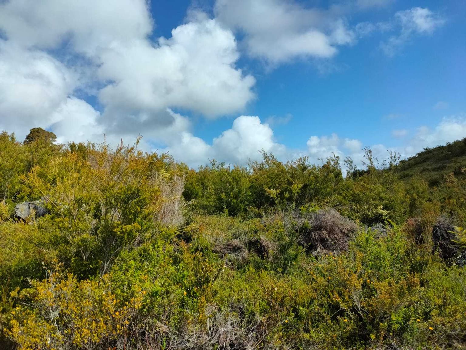7600 mts en Huar Huar, Los Muermos (157600)