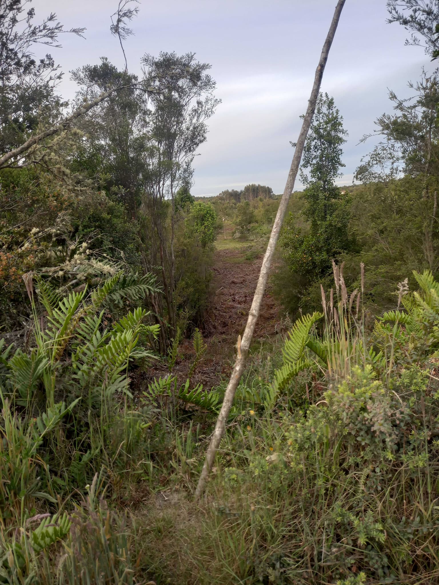 Oportunidad de inversión en Calbuco 11.250 M2 (71812)