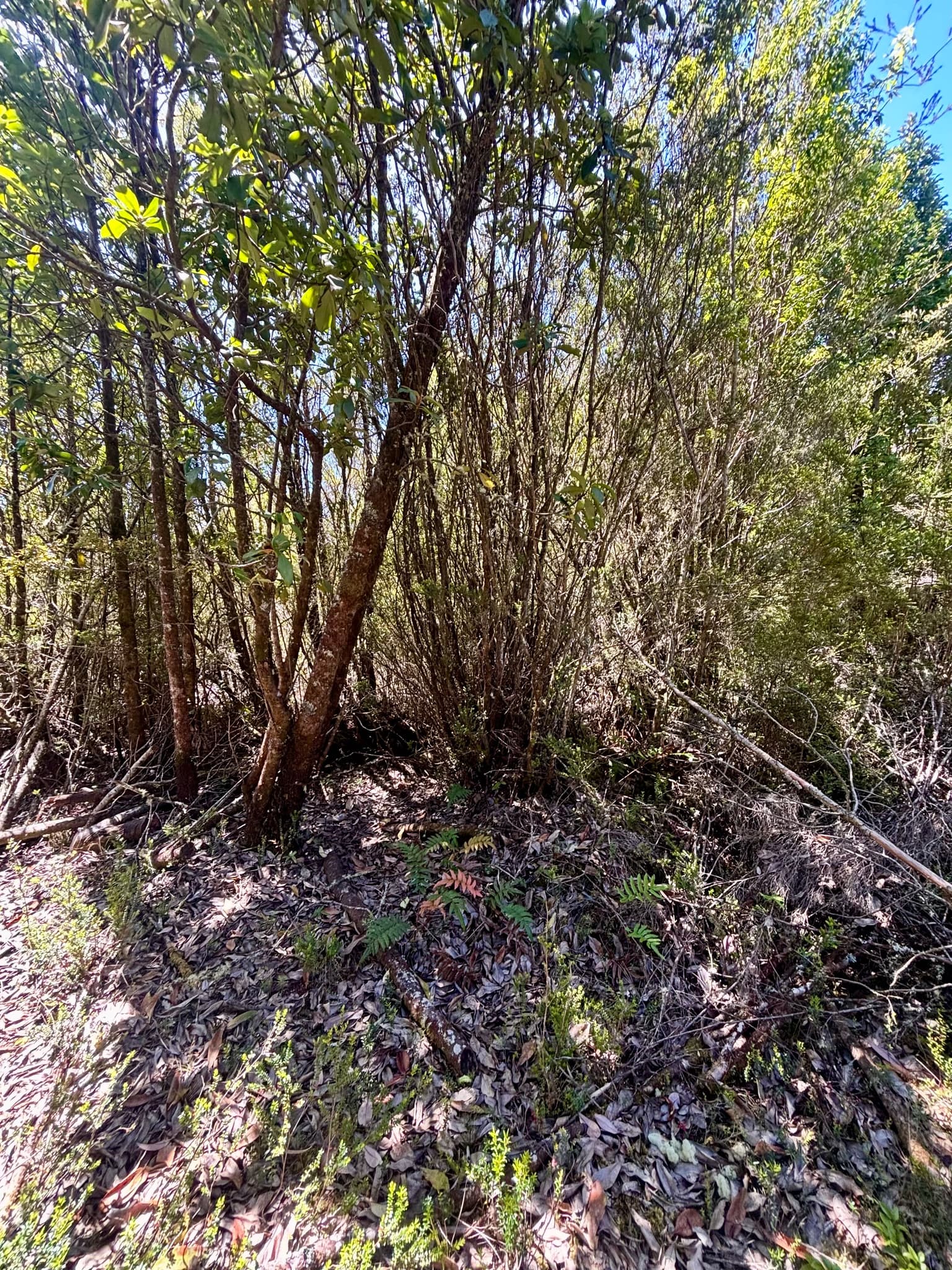 Oportunidad de inversión en Calbuco 11.250 M2 (71812)