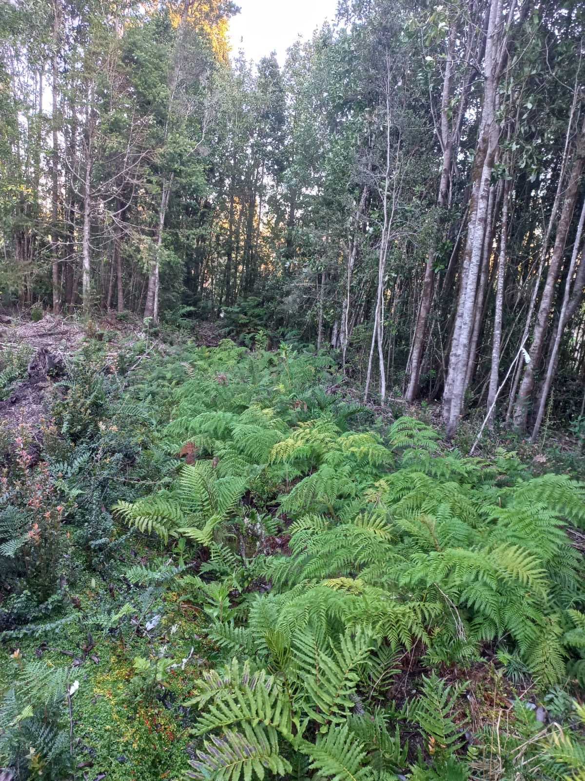 Parcela con Bosque Nativo, Condominio (129215)