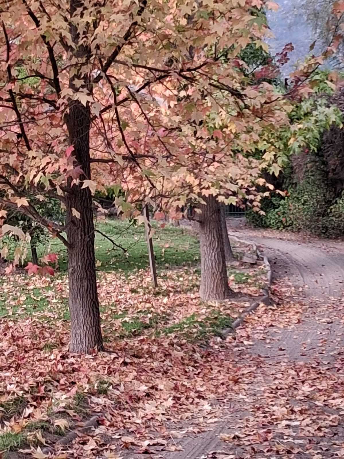 PARCELA CON CASA, SANTA RITA, PIRQUE (148288)