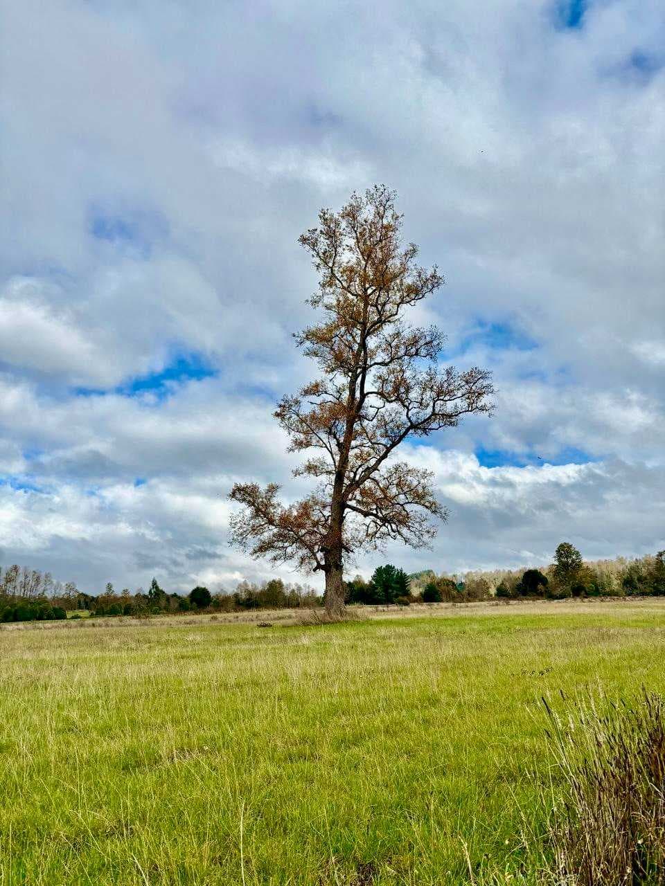 HERMOSAS PARCELAS CON ACCESO A RÍO ROL PROPIO (129857)