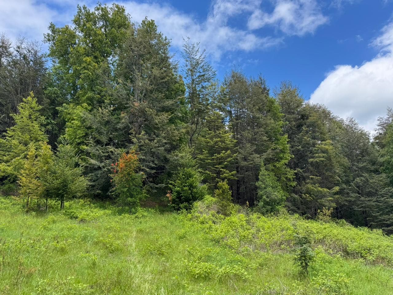 Parcela en venta , cercano a Volcán Llaima. (137823)