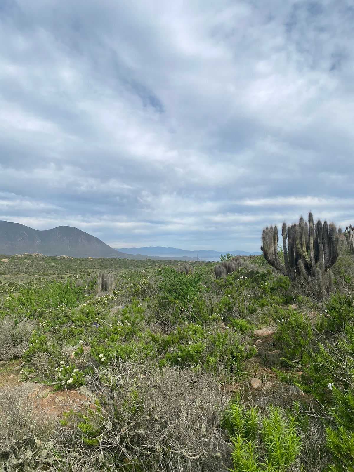 Venta terreno Coquimbo 5000mt2 rol propio (70904)