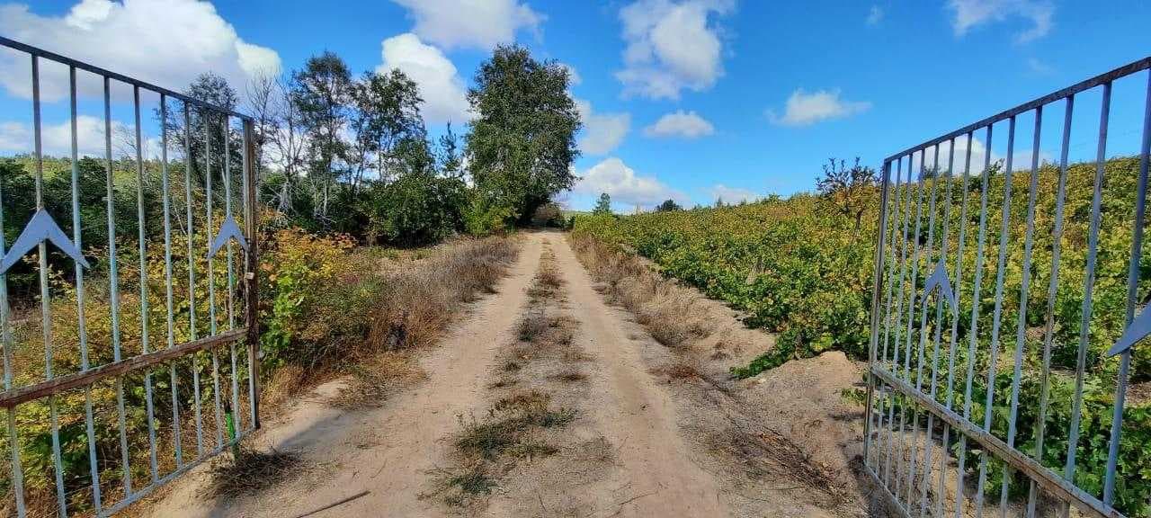 Campo en Florida con viñas y olivos (70546)