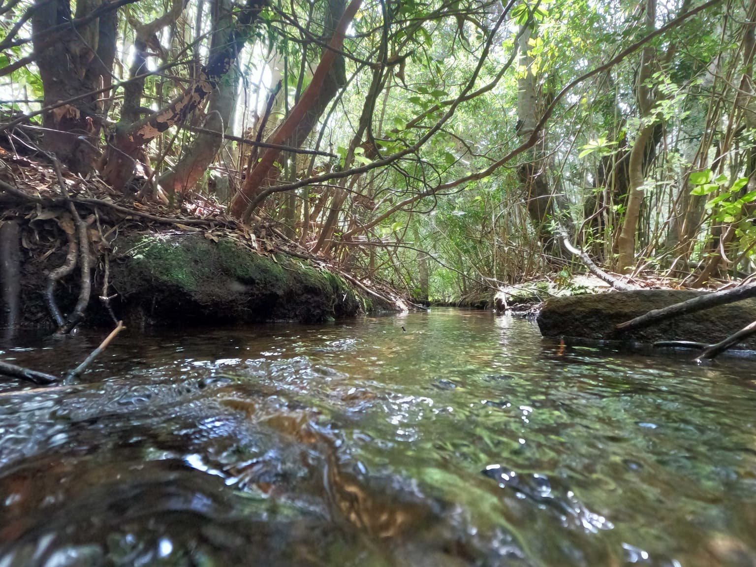 Vende Predio San Fabian, Naturaleza Plena (78894)