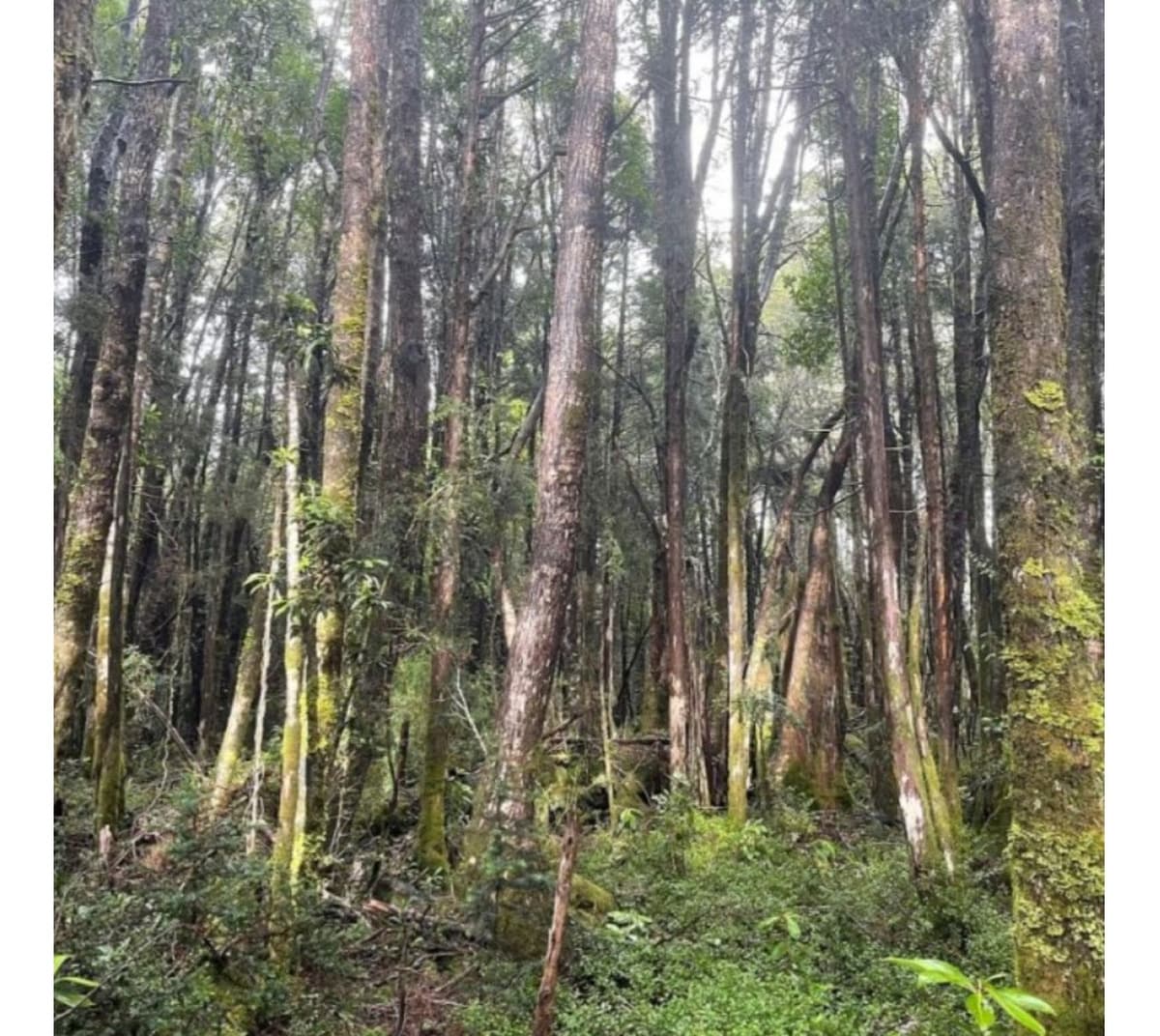 Huaillihuape