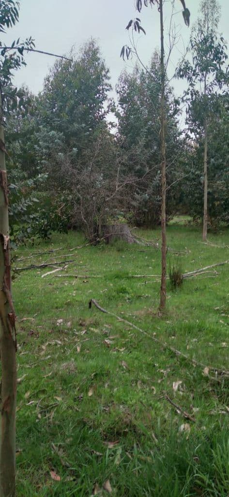 Ruta P-586, Lebu, Biobío 4350000, Chile