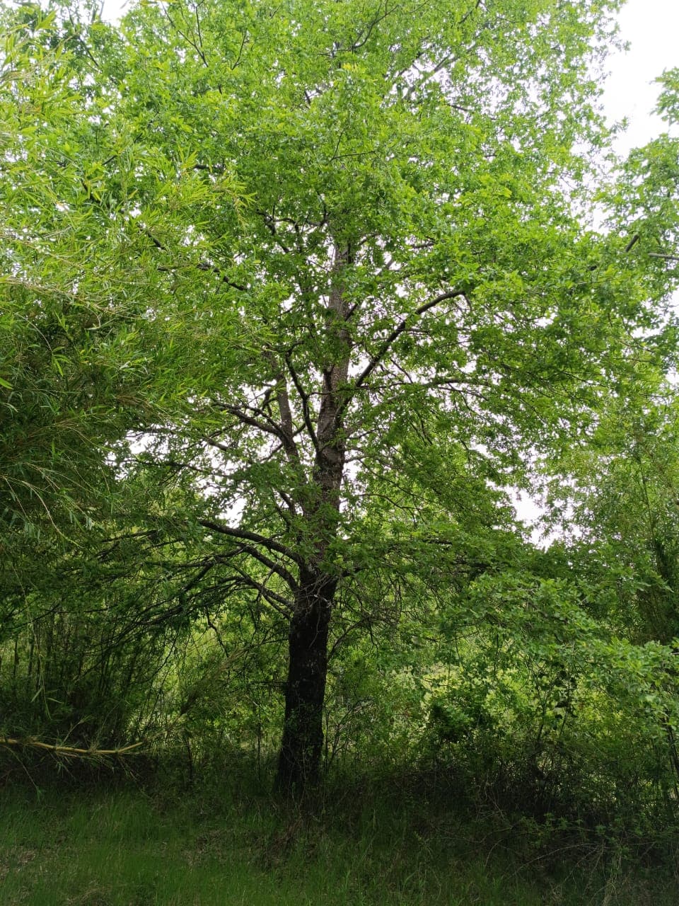 Ruta N-55, Pinto, Ñuble 3880000, Chile